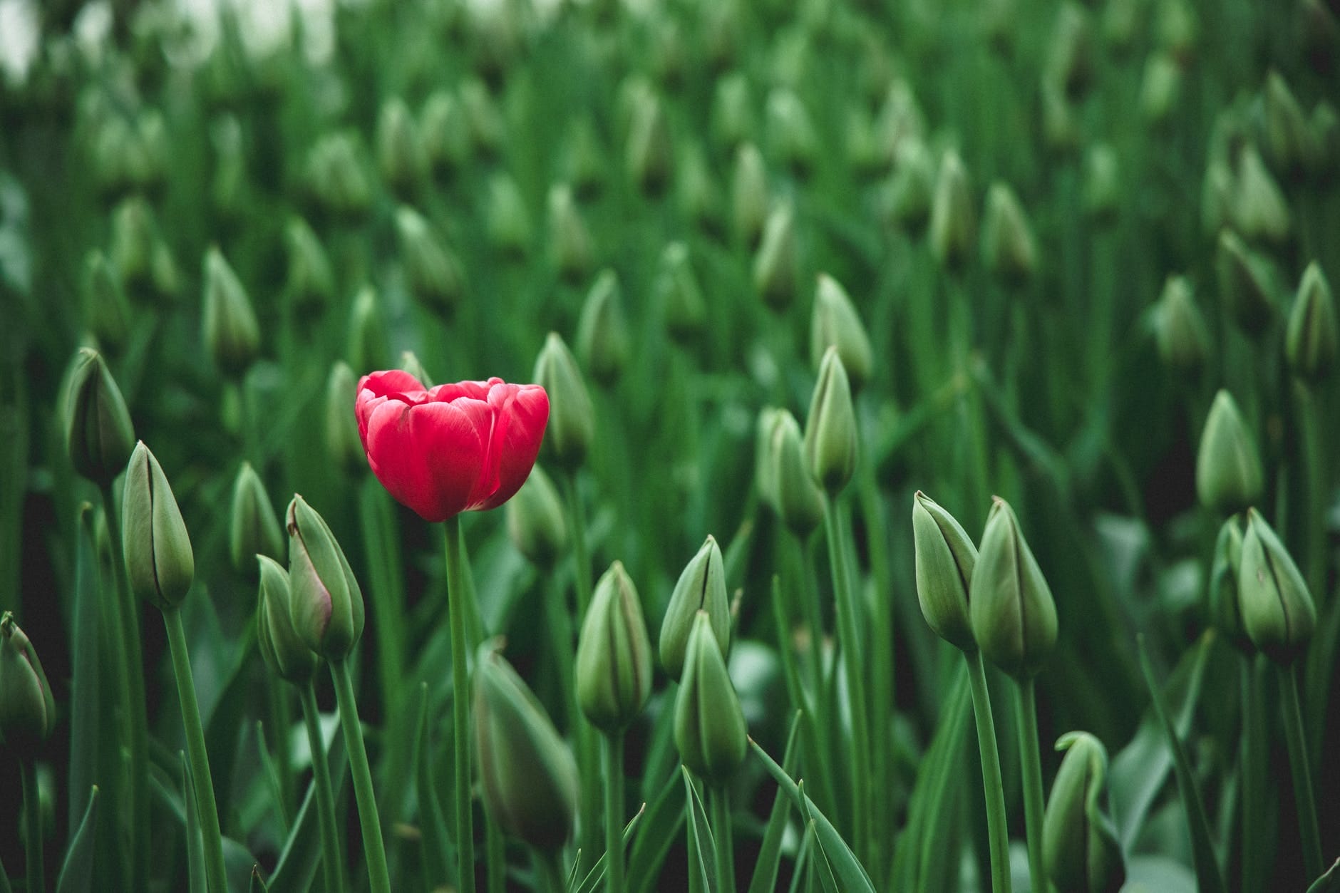 Futuro del marketing digital – Personalización – Photo by João Jesus on Pexels.com selective focus photo of a red tulip flower
